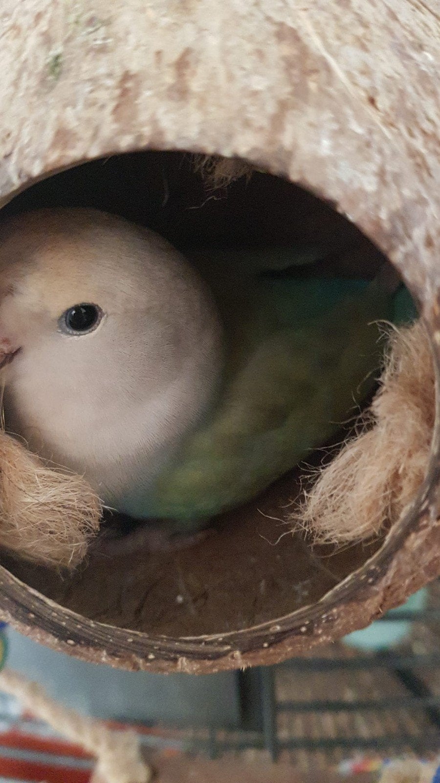 Agapornissen handtam, koppeltje!, Dieren en Toebehoren, Vogels | Hokken en Kooien, Ophalen, Zo goed als nieuw, Overige typen