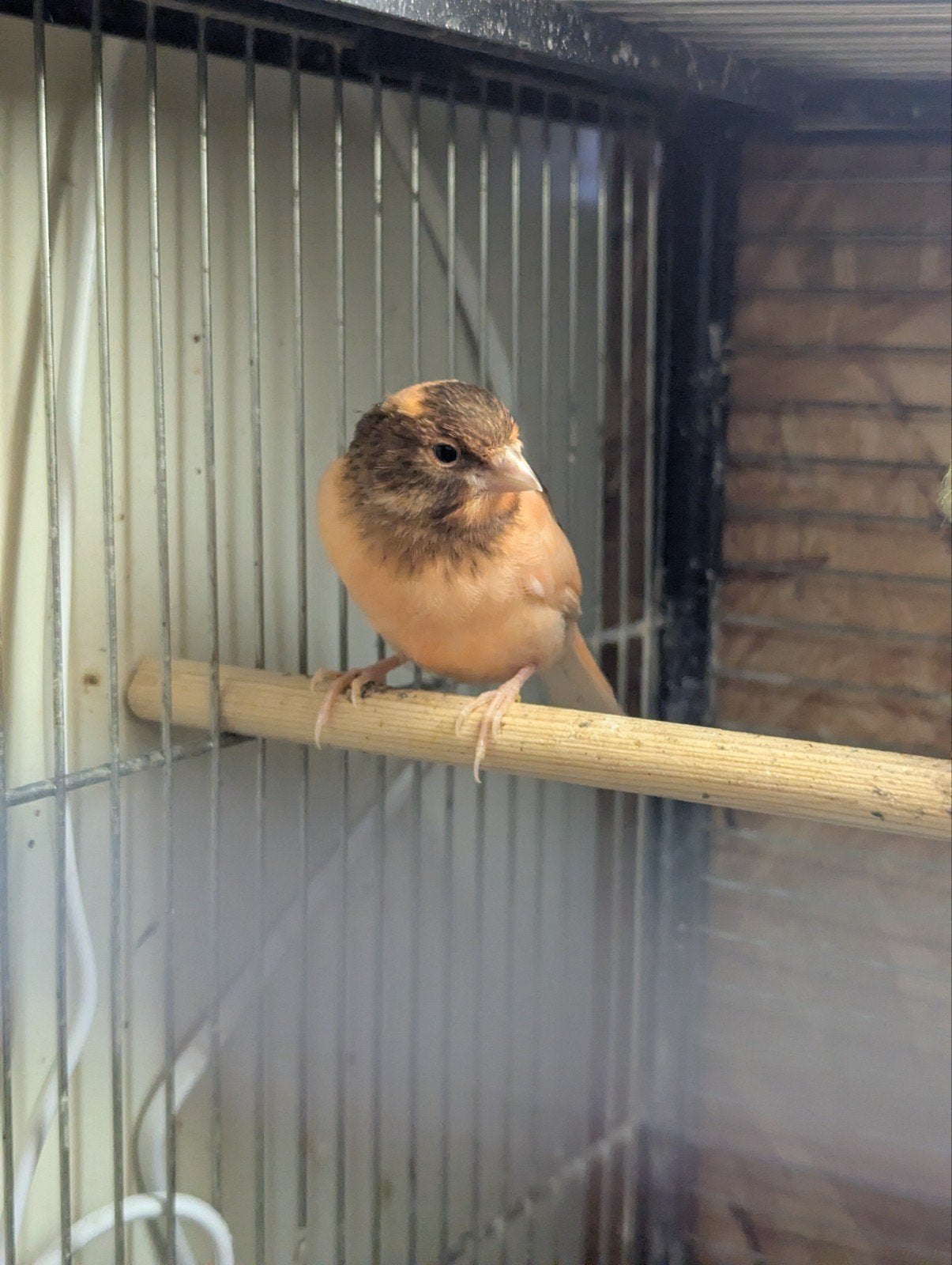 KANARIES, Dieren en Toebehoren, Meerdere dieren