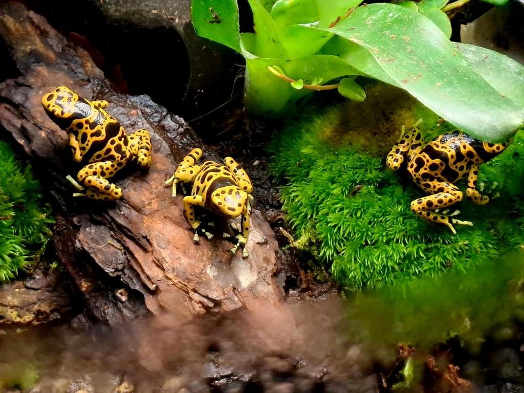 Te koop: rana paludarium + onderkast,inclusief kikkers. Frog - unknown for sale from megan