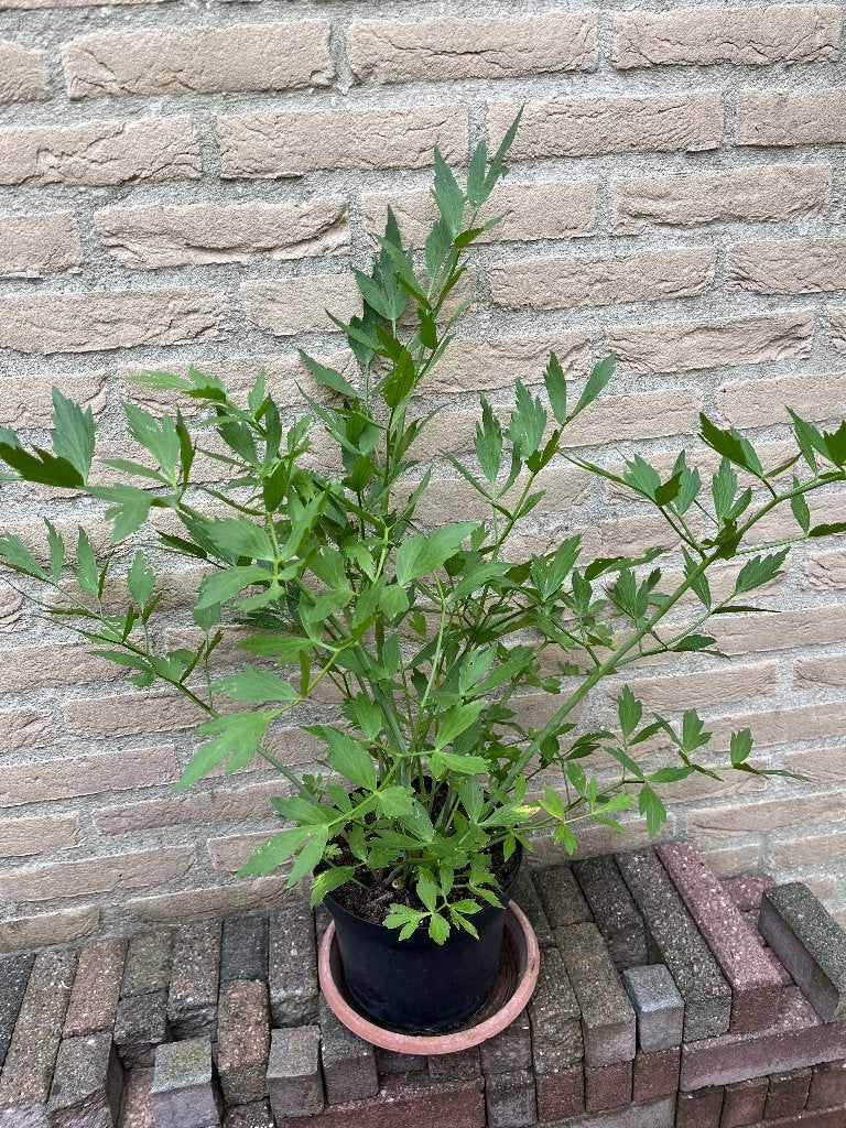 Vaste planten, Tuin en Terras, Ophalen, Overige soorten, Volle zon