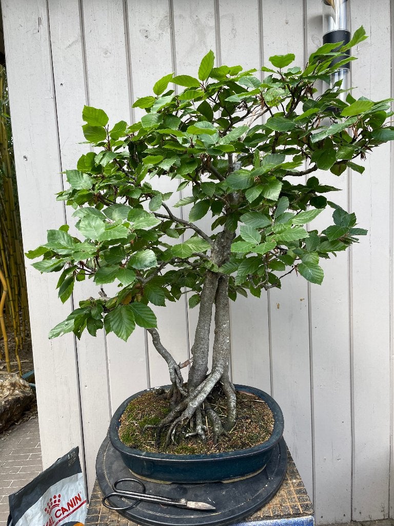 Fagus bonsai meerstammig, Bloeit niet, Halfschaduw, Overige soorten, Minder dan 100 cm