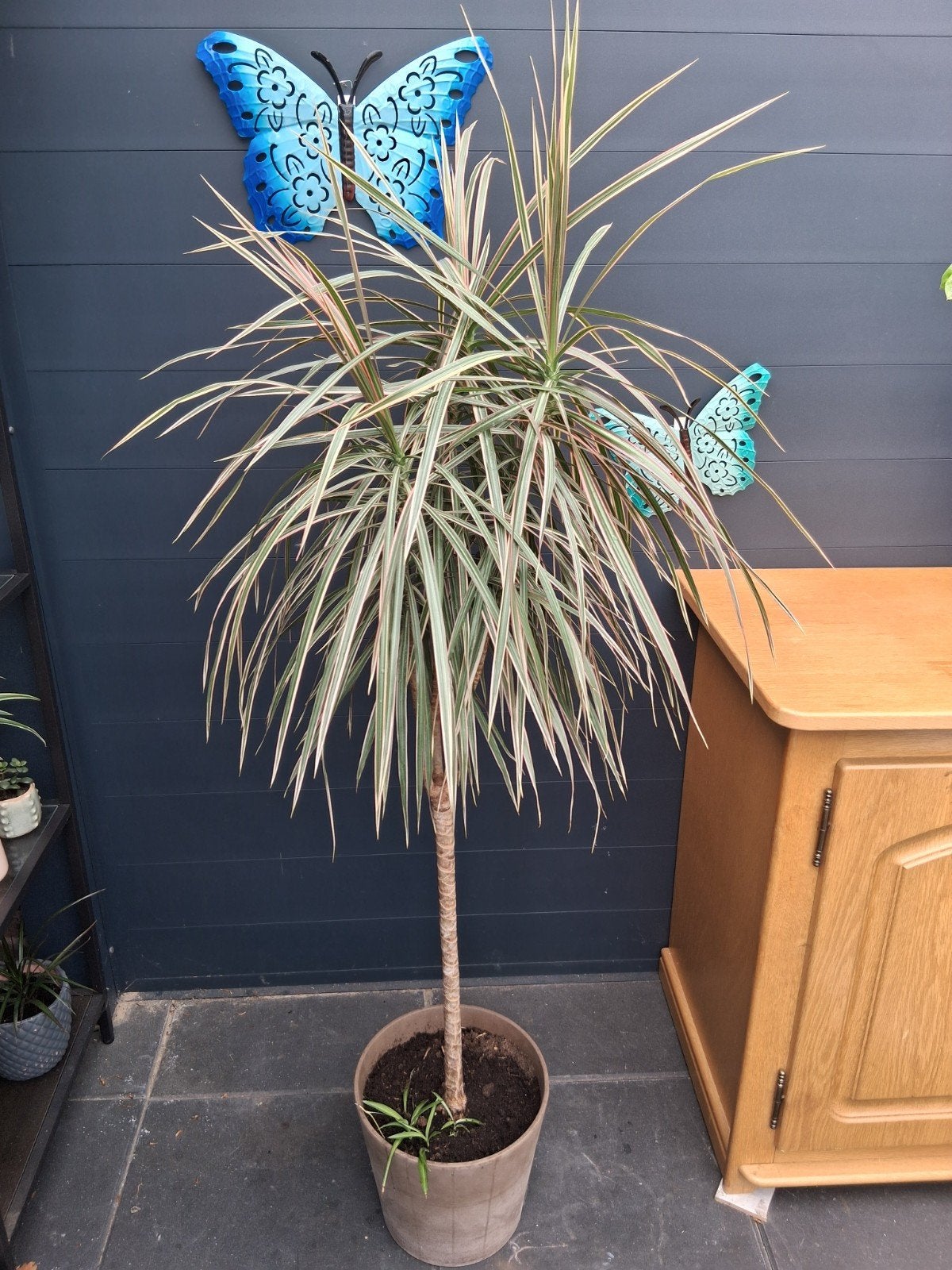 Grote Dracaena Marginata - Drakenbloedboom, Huis en Inrichting, Ophalen, Halfschaduw, Minder dan 100 cm