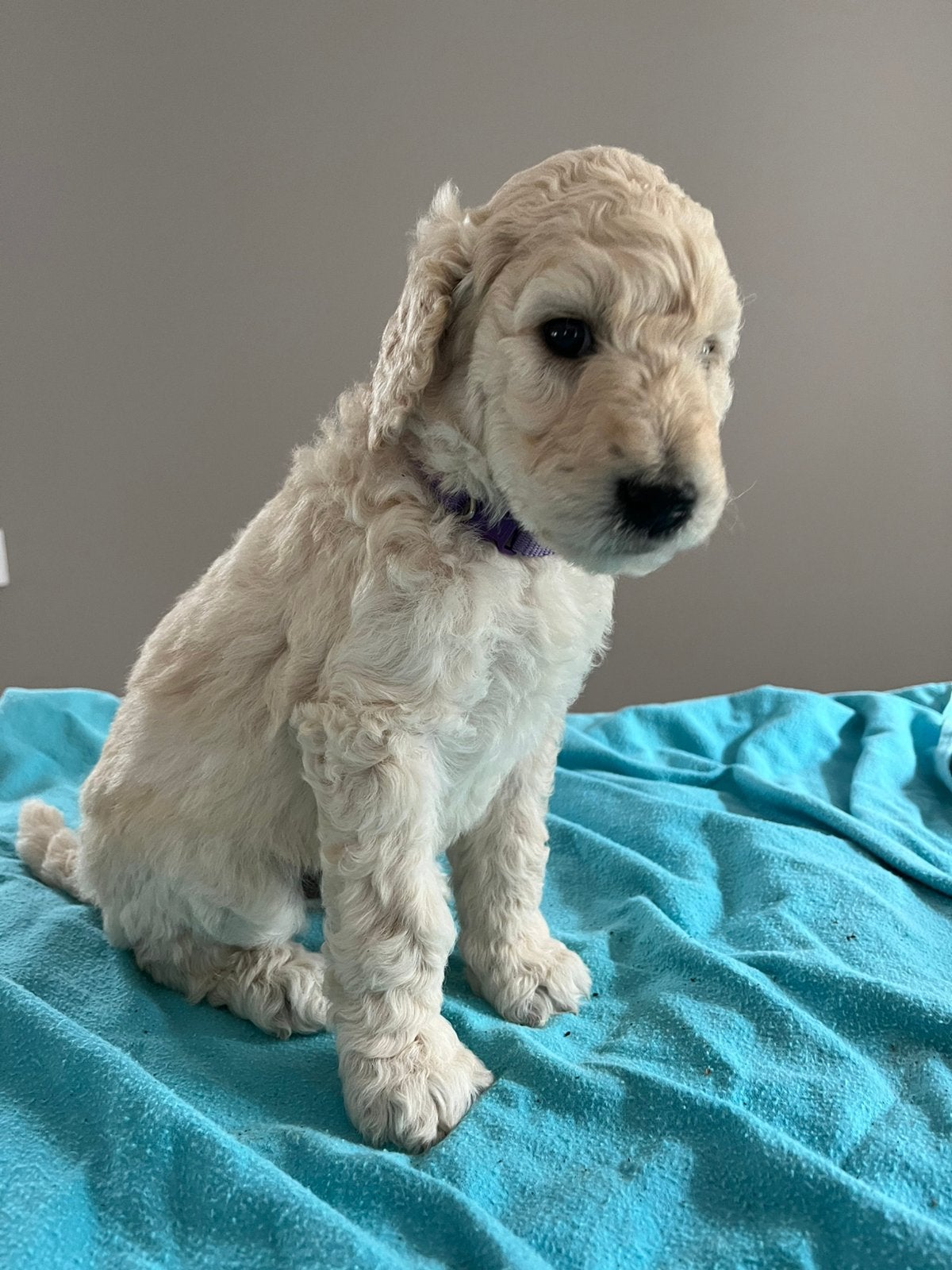 Labradoodle pups  wit en zwart, Dieren en Toebehoren, Overige rassen, 8 tot 15 weken, Meerdere, Meerdere dieren