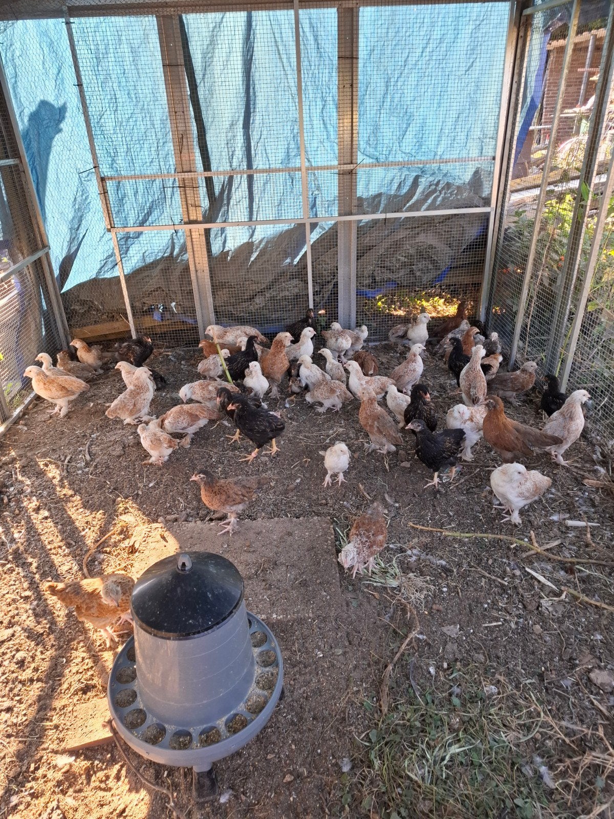 Kippen  Faverolles / barnevelder, Dieren en Toebehoren, Pluimvee, Meerdere dieren, Kip