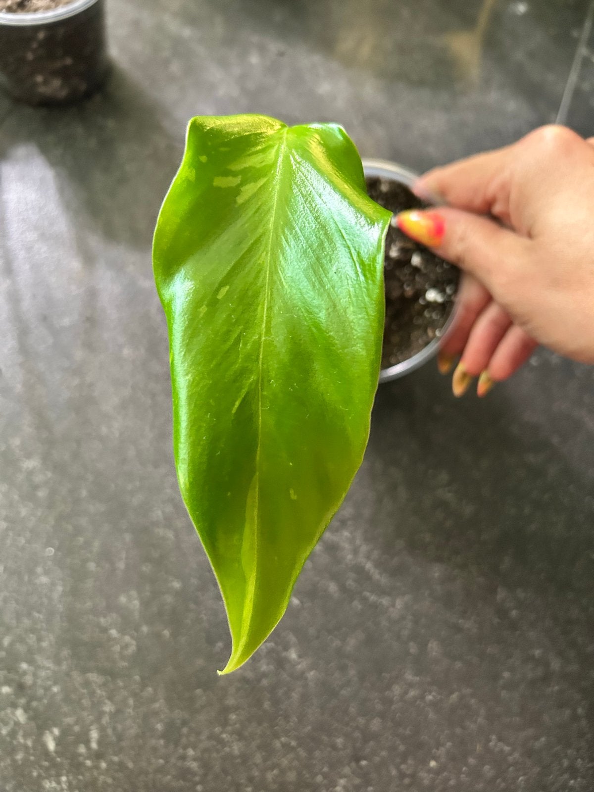 Jonge Philodendron Jose Buono - Prachtige kamerplant, Ophalen of Verzenden, Halfschaduw, Minder dan 100 cm