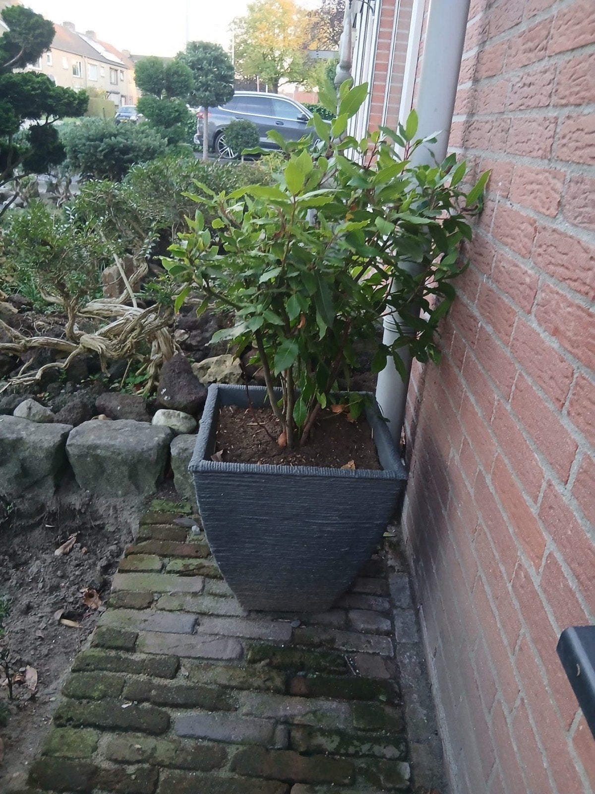 Laurierplant in pot - Ideaal voor terras of tuin, Ophalen, Volle zon, Vaste plant, Bloeit niet