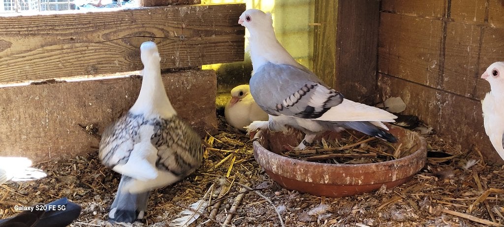 Oud oosterse meeuwen, Dieren en Toebehoren, Meerdere dieren, Overige soorten