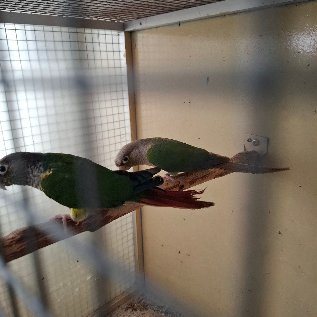 Mooi Vaderdag Cadeau kweek 1-1 Pyrrhura's met nieuwe kooi, Dieren en Toebehoren, Meerdere dieren, Parkiet, Geringd
