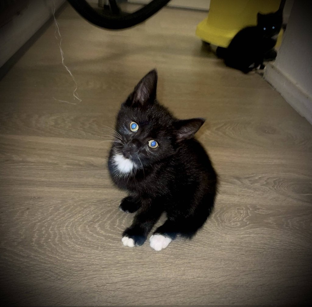 Kittens, Dieren en Toebehoren, Geslacht onbekend, Ontwormd, 0 tot 2 jaar