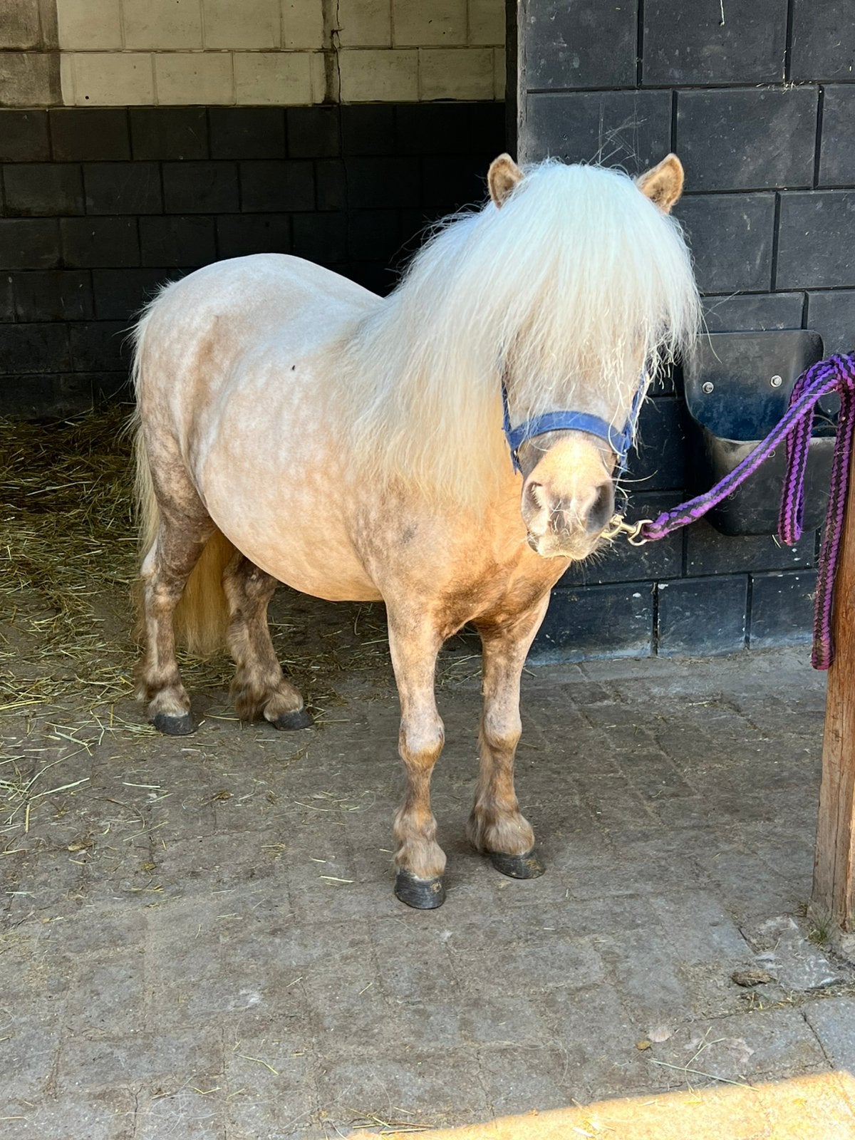 Palomino en panterbonte shetlander merries, Dieren en Toebehoren, Merrie, A pony (tot 1.17m)