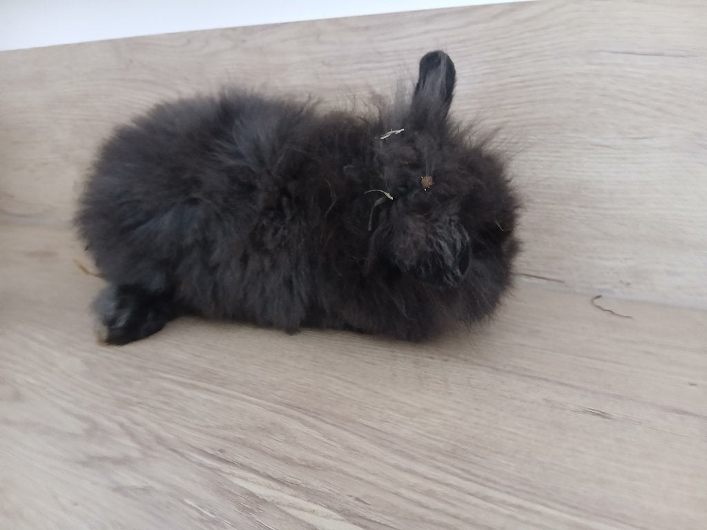 Fluffy vrouwtje konijn te koop, Dieren en Toebehoren, Konijnen, Vrouwelijk, Middelgroot, Hangoor, 0 tot 2 jaar
