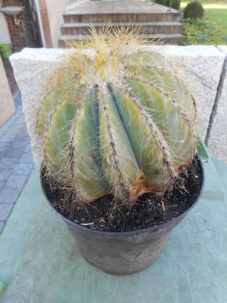 Cactussen, Ophalen of Verzenden, Minder dan 100 cm, Volle zon, In pot