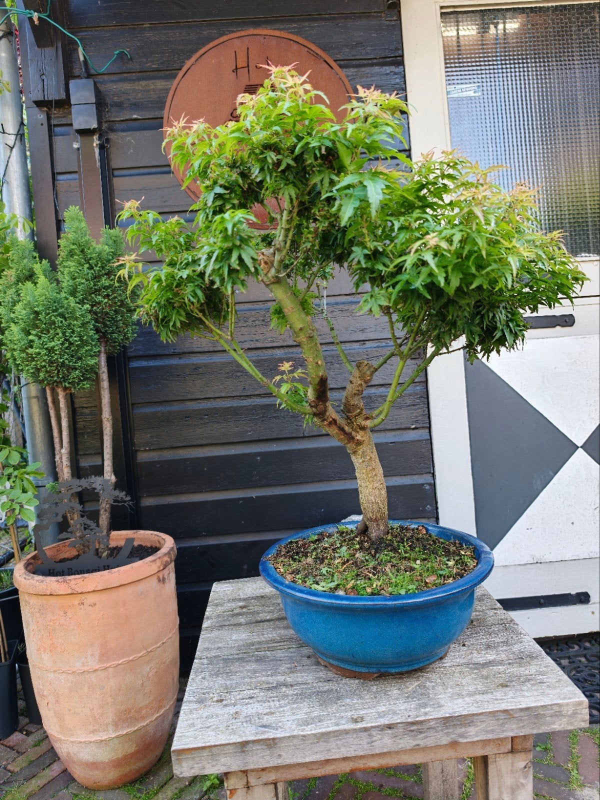 Acer Japanse Esdoorn Goshiki kotohime

Bonsai, Ophalen, Bloeit niet, Halfschaduw, Overige soorten