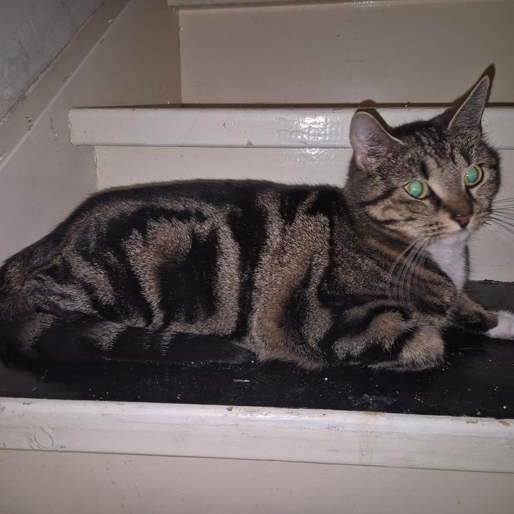 Kittens te koop, Dieren en Toebehoren, Meerdere dieren, 0 tot 2 jaar