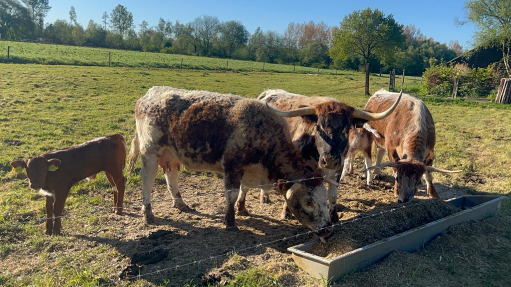 engelse longhoorn, koe, met hoorns, kalf, Meerdere dieren, 0 tot 2 jaar