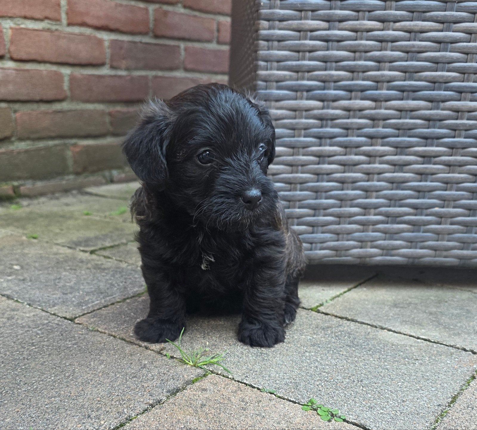 Te koop Cairn  Terier x Poedel, Dieren en Toebehoren, Parvo, 8 tot 15 weken, Meerdere, Meerdere dieren