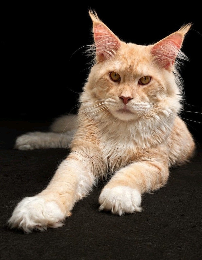 Maine coon dekkater