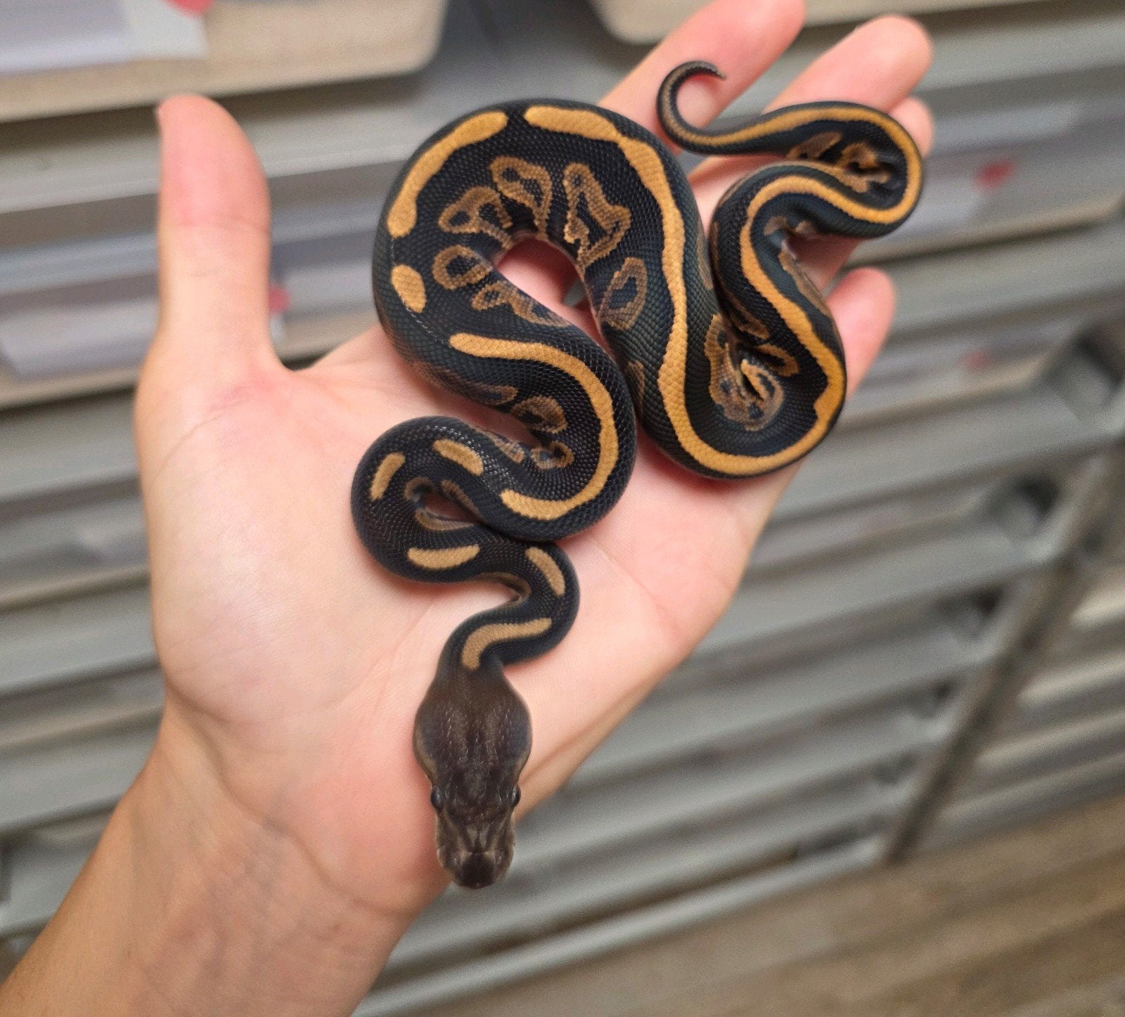 Cinnamon Leopard 100%Lavender Albino 50%Clown️♂️, Dieren en Toebehoren, Reptielen en Amfibieën, Slang, 0 tot 2 jaar