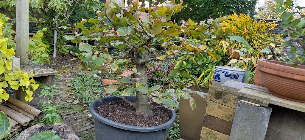 Bonsai boompje, Tuin en Terras, Ophalen, Bloeit niet, Halfschaduw, Overige soorten