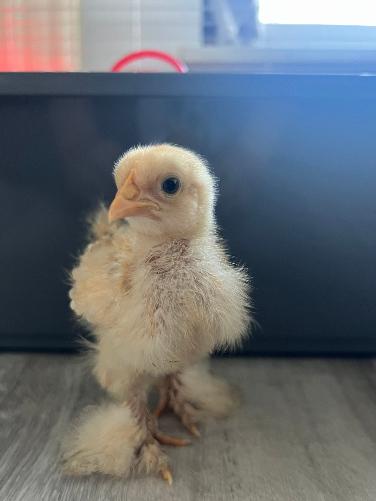 Cochinkriel kuikens, Dieren en Toebehoren, Geslacht onbekend, Kip