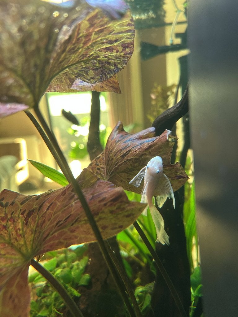 Snow white longfin ancistrus, Dieren en Toebehoren, Vissen | Aquariumvissen, Vis, Zoetwatervis, Schoolvis