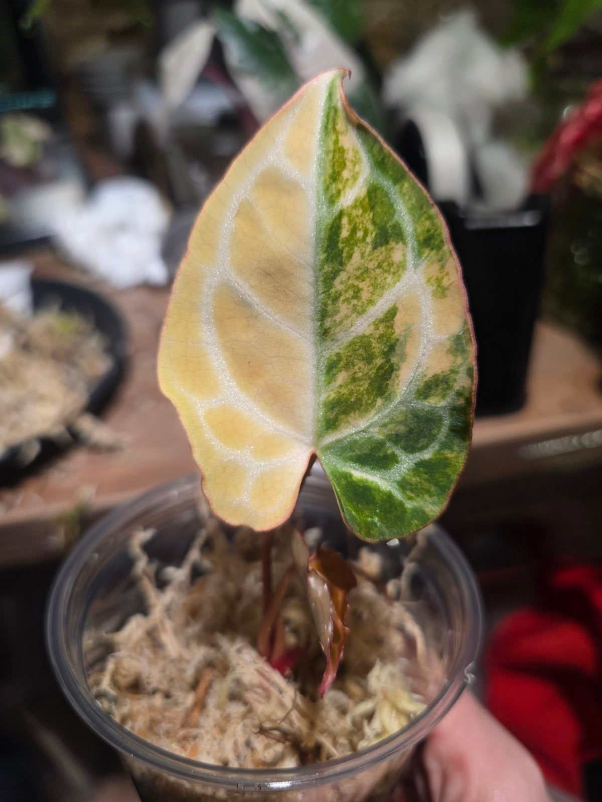 Anthurium crystallinum varigata