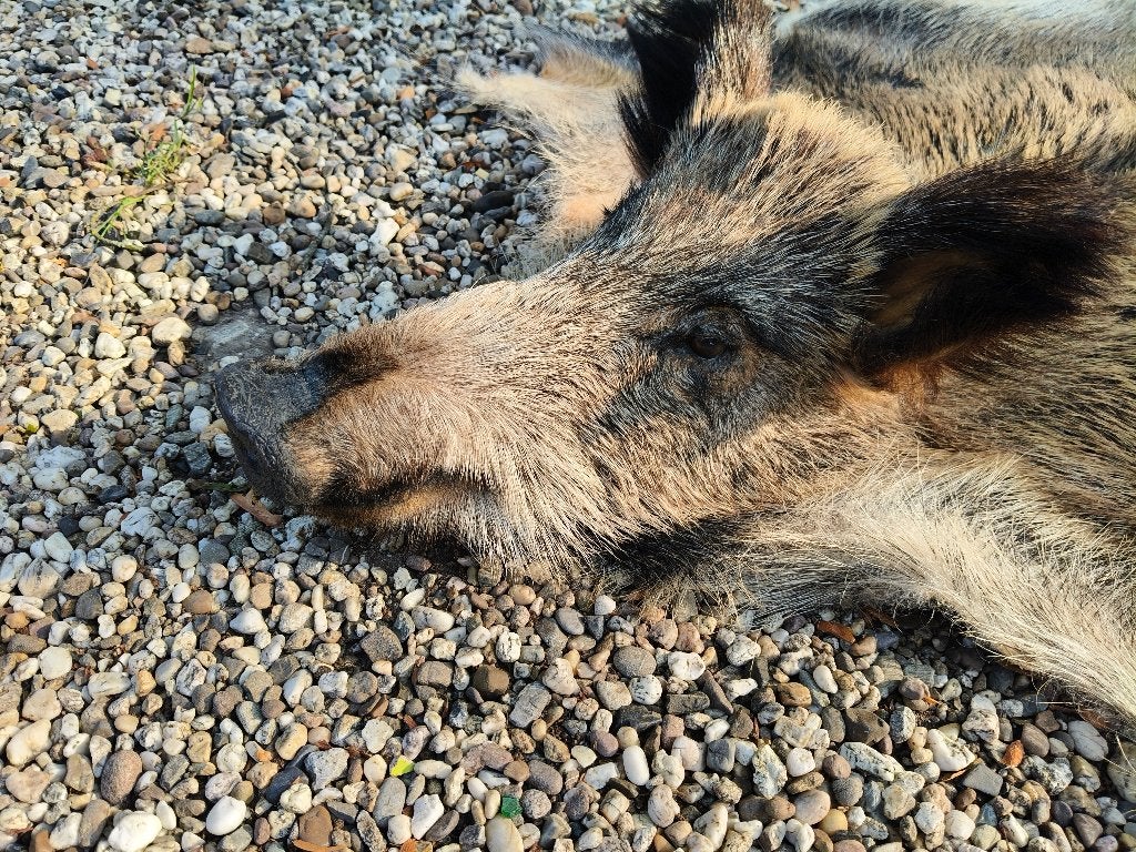 Wild zwijn huid, Ophalen, Zo goed als nieuw, Wild dier, Opgezet dier
