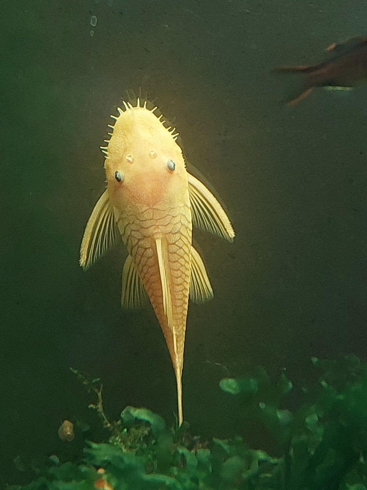 ancistrus L144 Man, Dieren en Toebehoren, Vis, Zoetwatervis