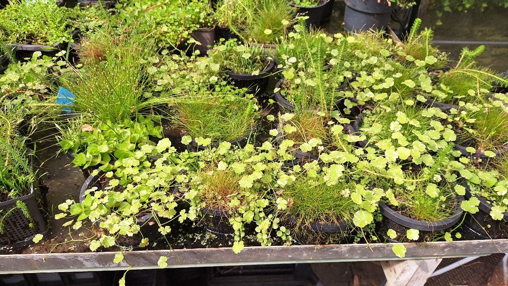 zuurstofplanten, Tuin en Terras, Vijvers, Ophalen