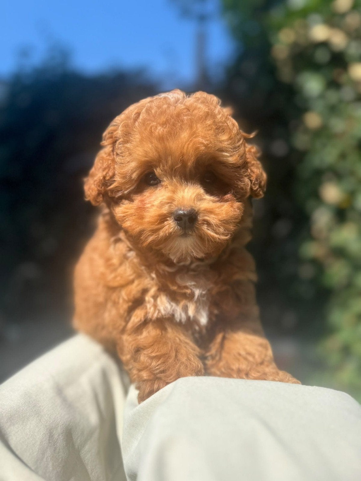 Maltipoo F1 pups, Overige rassen, 8 tot 15 weken, Parvo, Meerdere