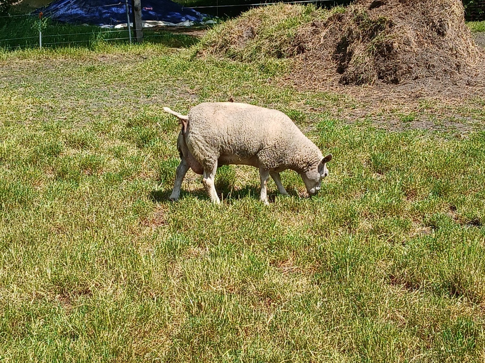 Weideschaap, Dieren en Toebehoren, Schapen, Geiten en Varkens, Vrouwelijk, Geit