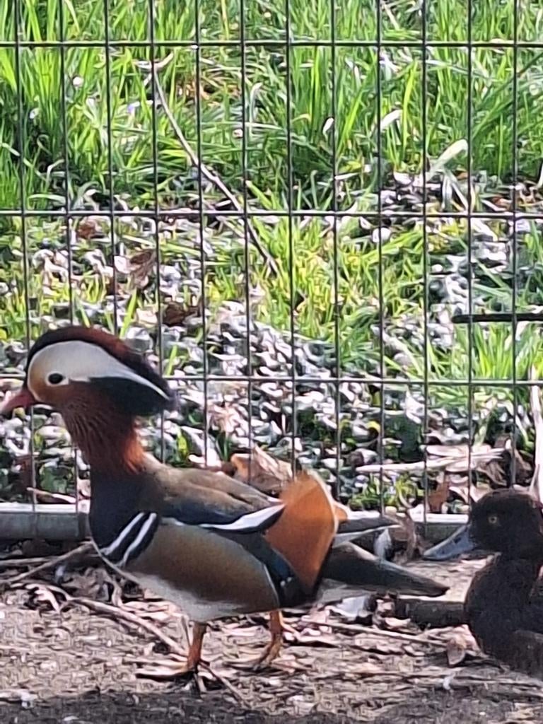 Mandarijneend man, Dieren en Toebehoren, Mannelijk, Eend