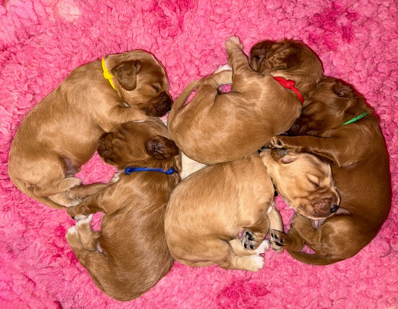 Prachtige F1 Cockapoo pups uit geteste ouders., Dieren en Toebehoren, Honden | Niet-rashonden, Parvo, 8 tot 15 weken, Meerdere dieren