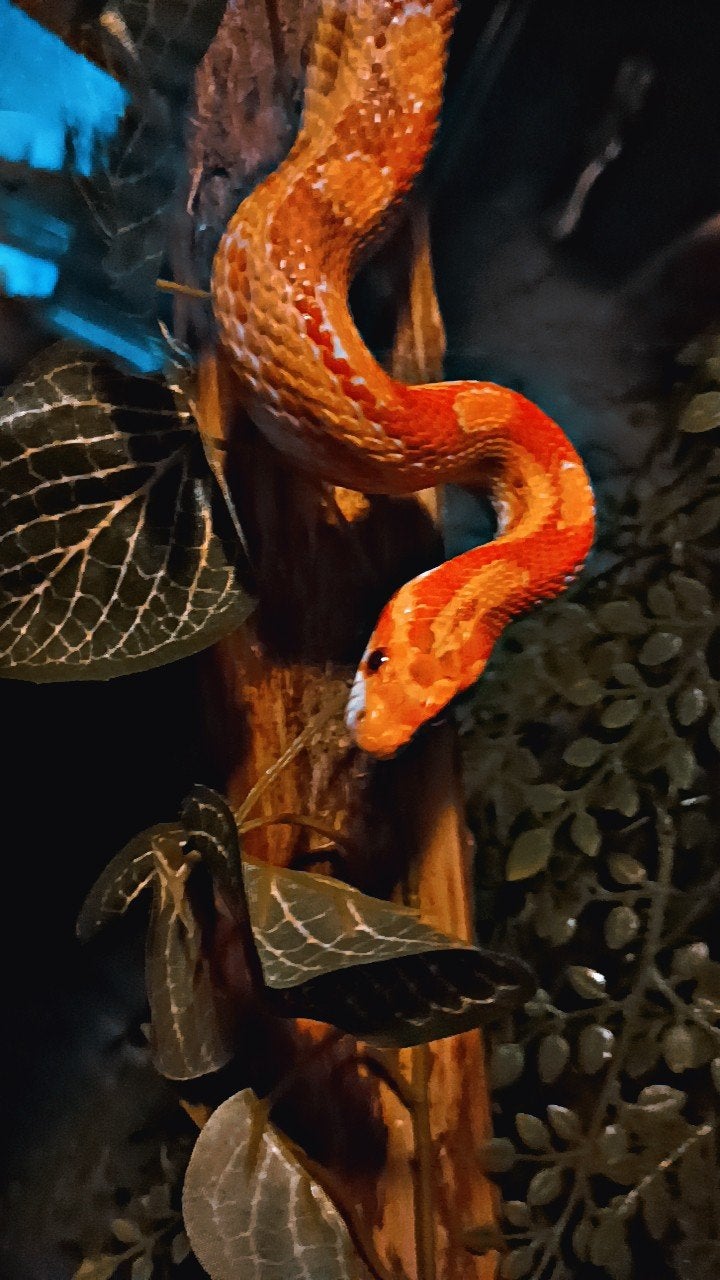 Rattenslang man, Dieren en Toebehoren, Reptielen en Amfibieën, Slang, 0 tot 2 jaar