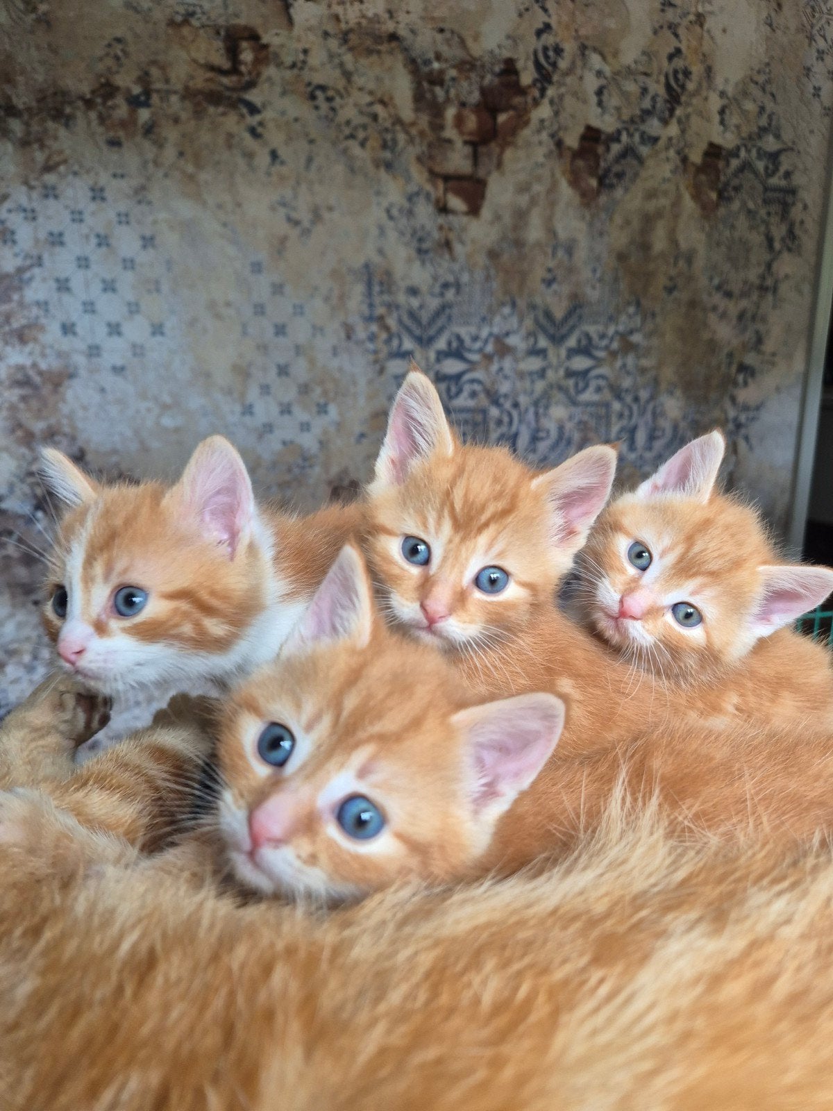 Twee rode kitten poesjes, tm zondagmiddag 14-6 gereserveerd, Poes, Kortharig, 0 tot 2 jaar
