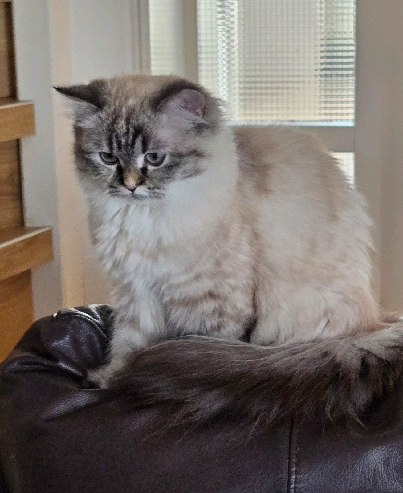 Mooie, lieve poes Sisi. Een kruising tussen een Ragdoll en P, Dieren en Toebehoren, Katten en Kittens | Overige Katten, Poes, Langharig