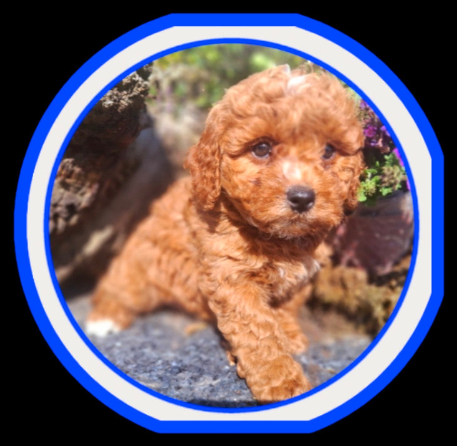 te koop mooie maltipoo  pup zoek gouden mandje ben jij dat?, Nederland, Parvo, 8 tot 15 weken, Meerdere