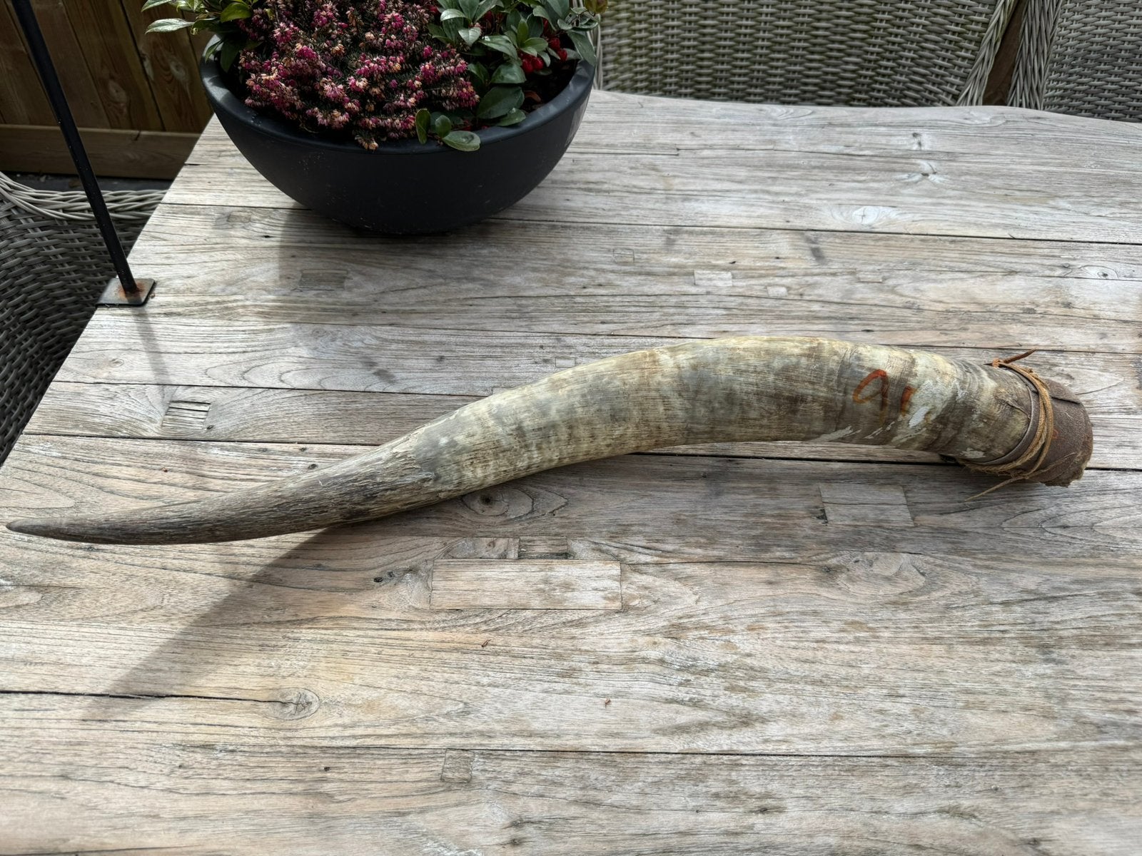 Een prachtige, authentieke hoorn van een Watusi rund., Ophalen of Verzenden, Zo goed als nieuw, Opgezet dier