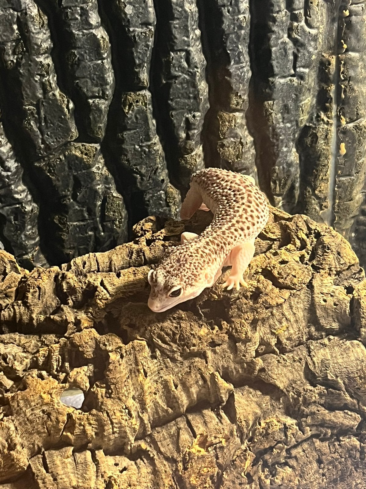 Prachtige luipaard gekko white snow te koop Leopard Gecko photo 2