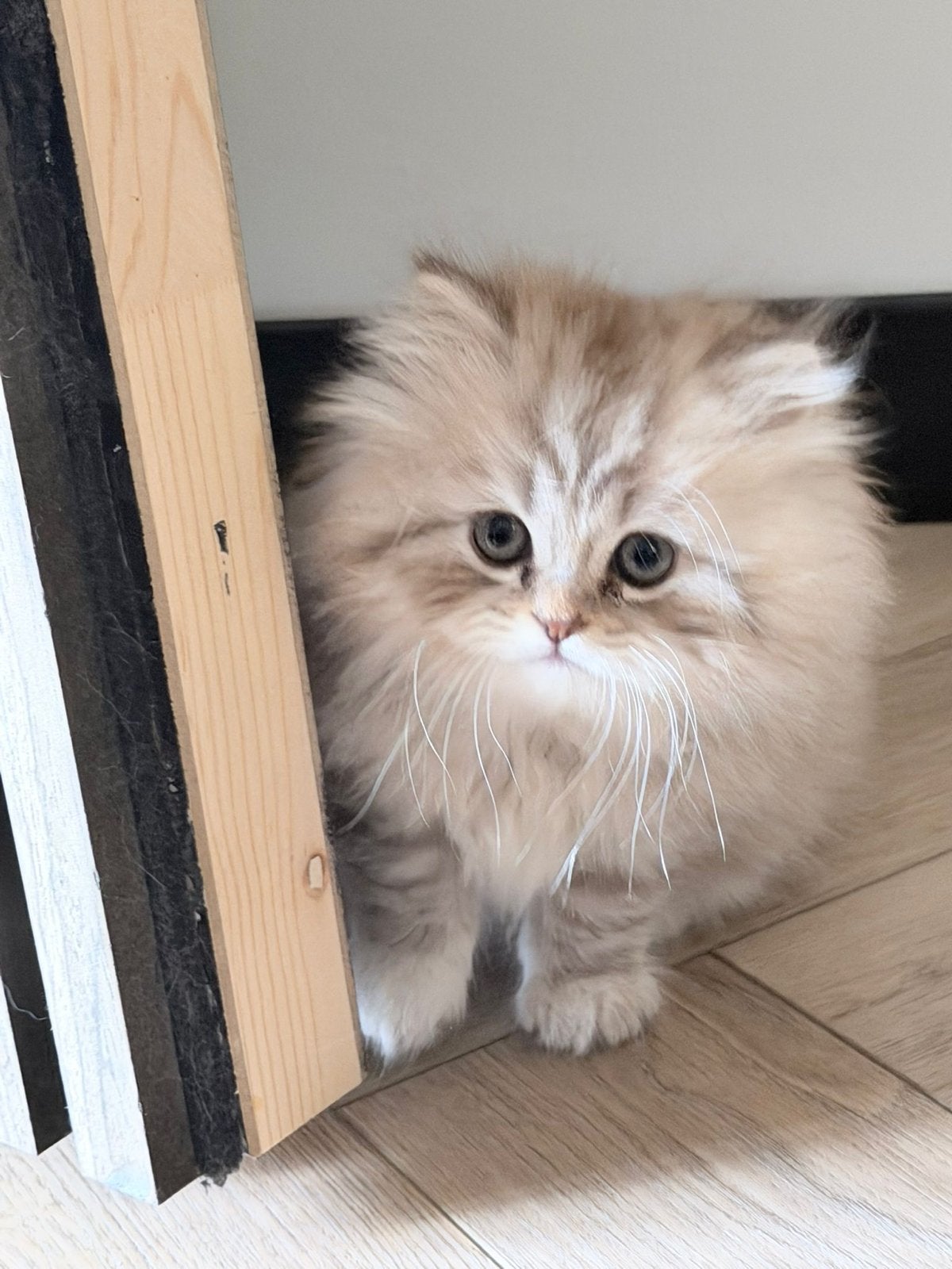 kittens en moederpoes te koop, Dieren en Toebehoren, Katten en Kittens | Overige Katten, Meerdere dieren, Langharig, 0 tot 2 jaar