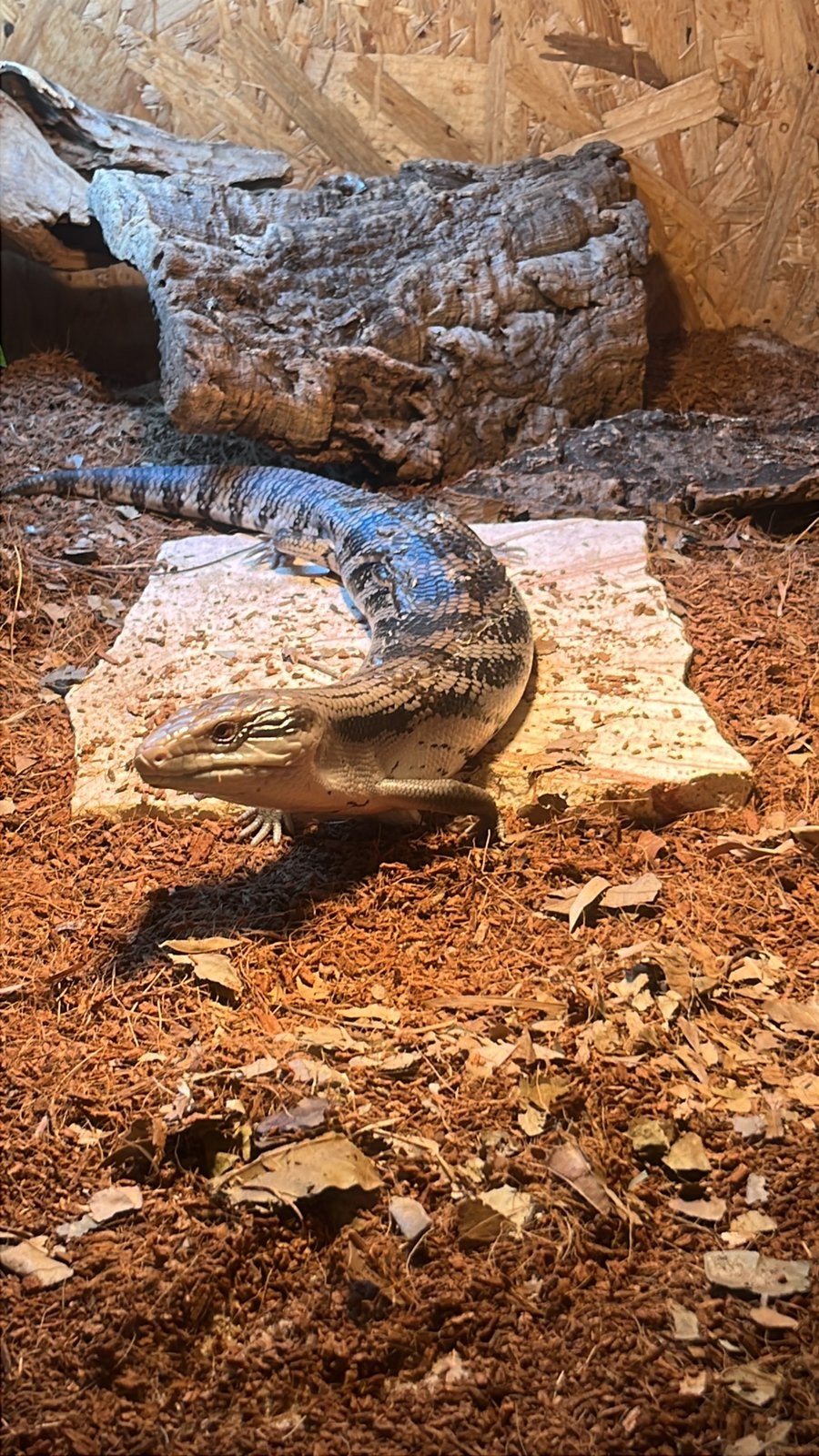 Prachtige Australische blauwtong skink mannetje te koop, Dieren en Toebehoren, Hagedis, 0 tot 2 jaar