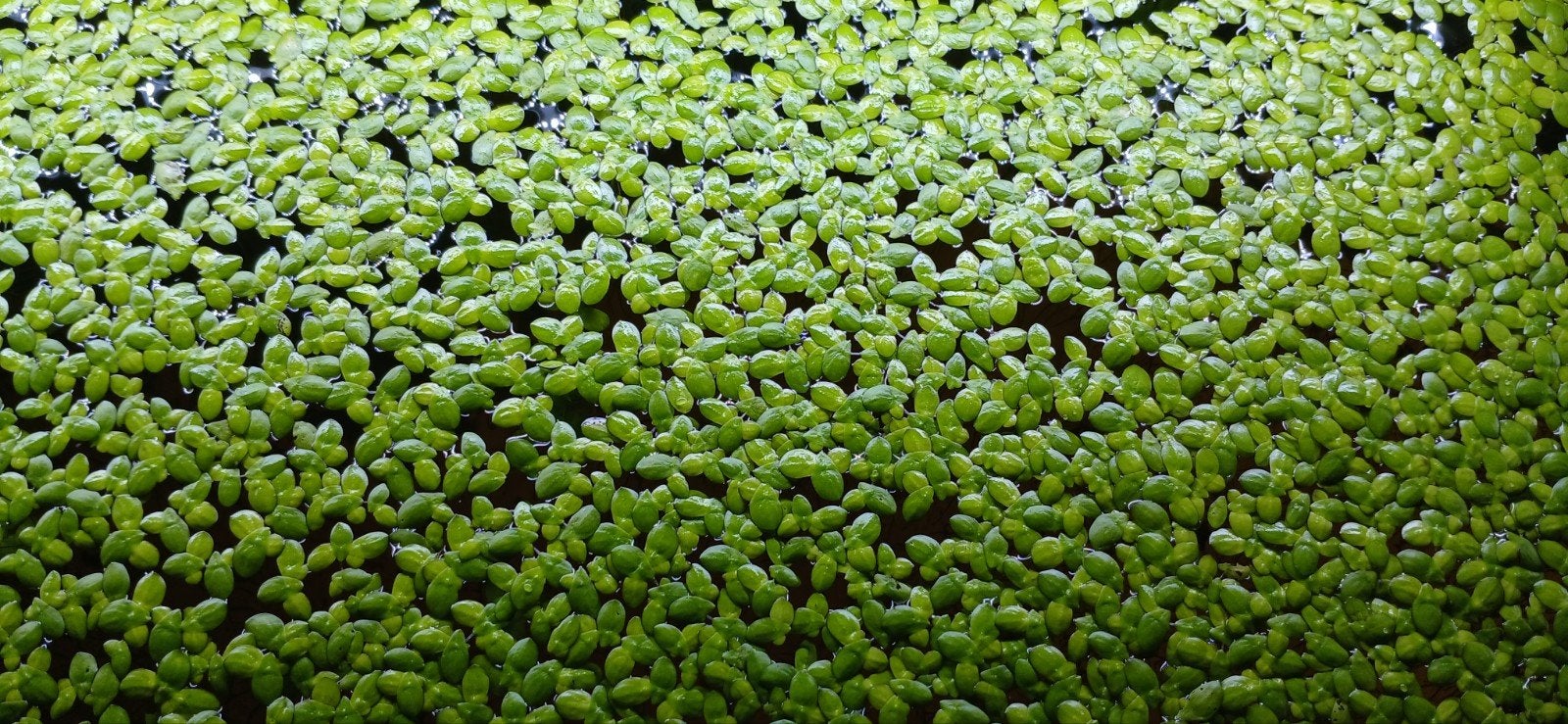 gratis kroos op te halen, Ophalen, Plant(en), Steen of Hout