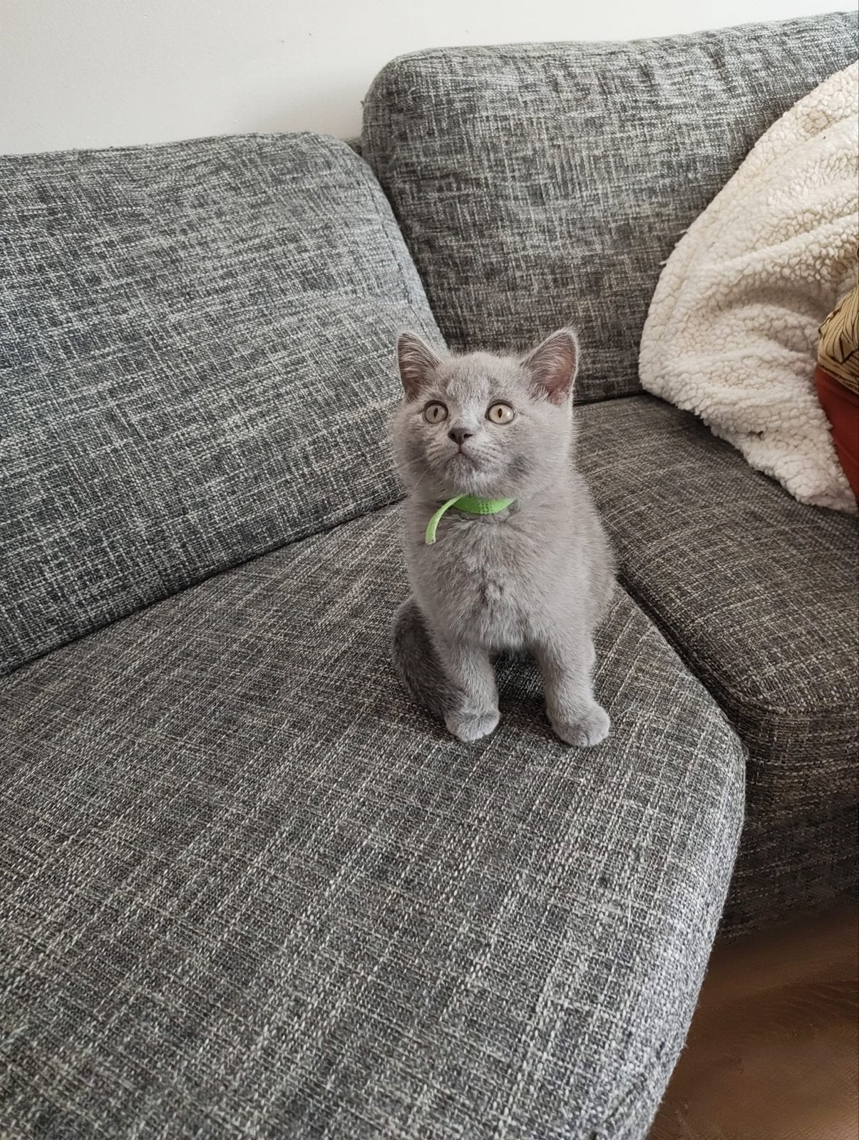 British Shorthair, Kater
