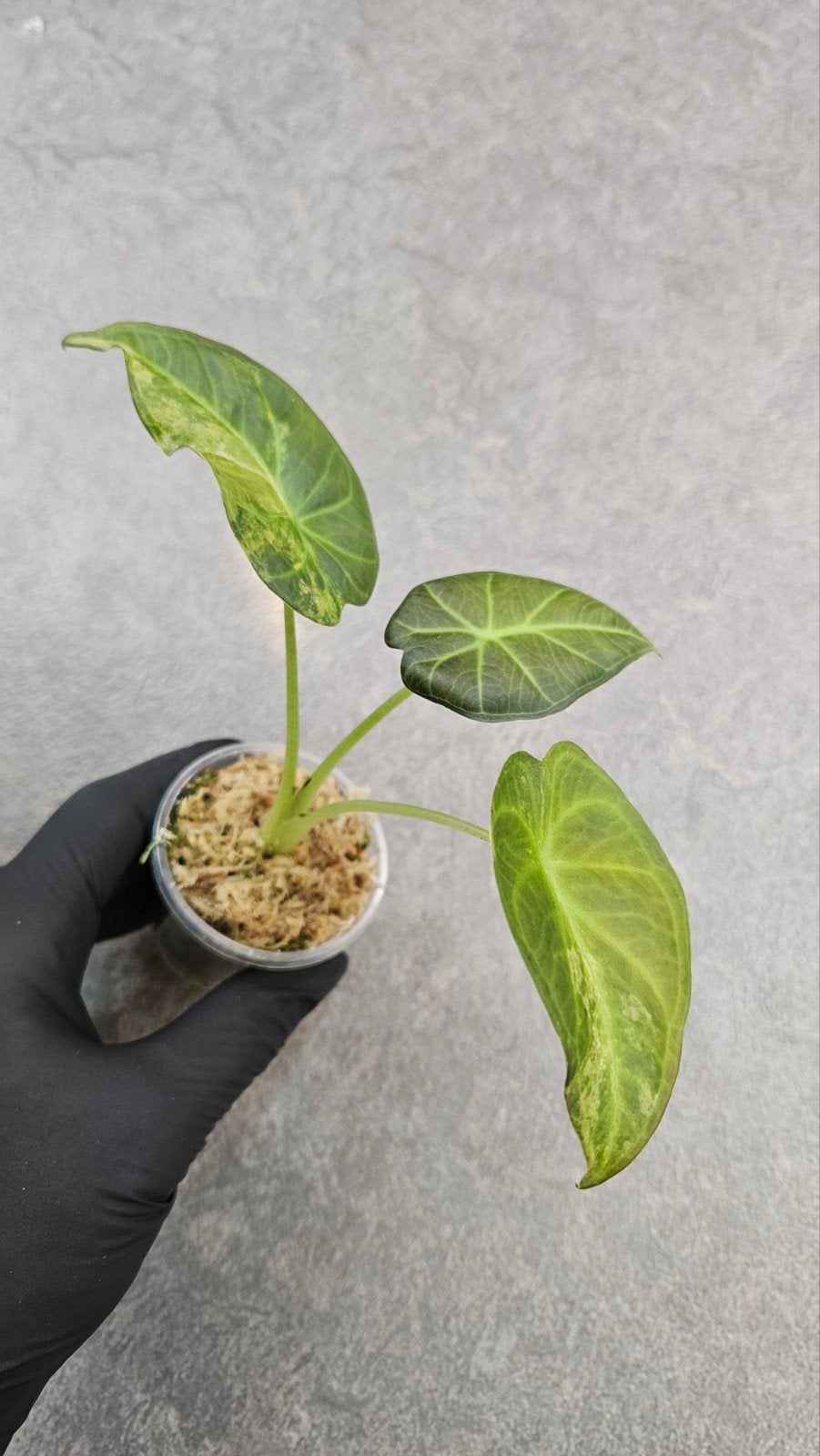Alocasia Regal Shield Aurea Variegata, Ophalen of Verzenden, Halfschaduw, Minder dan 100 cm