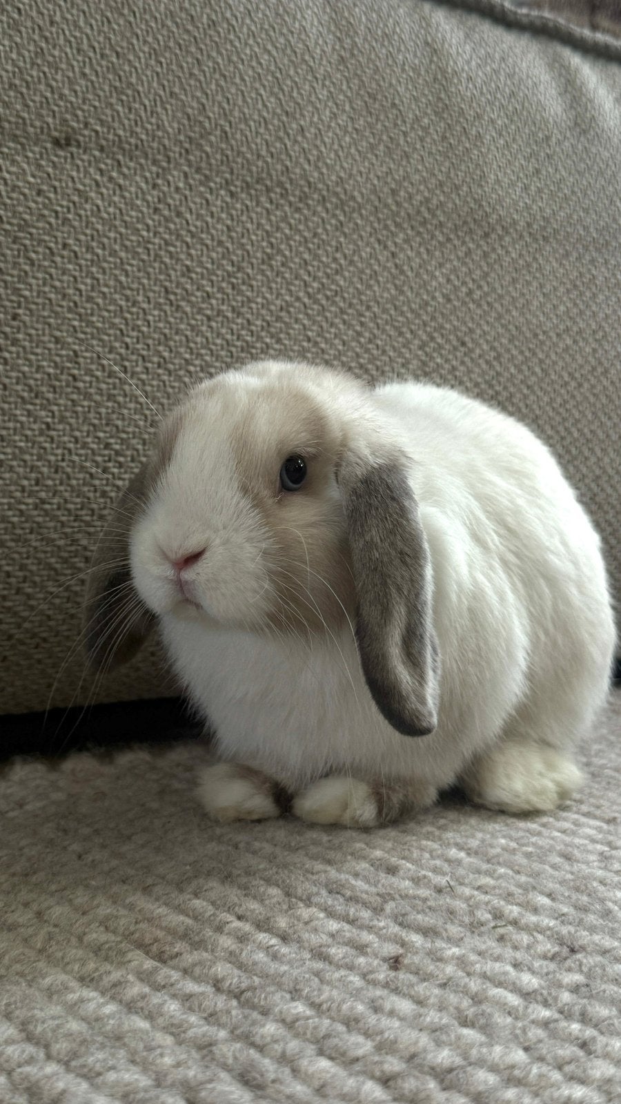 Super lieve minilop ram siam blauwe ogen, Mannelijk, Dwerg