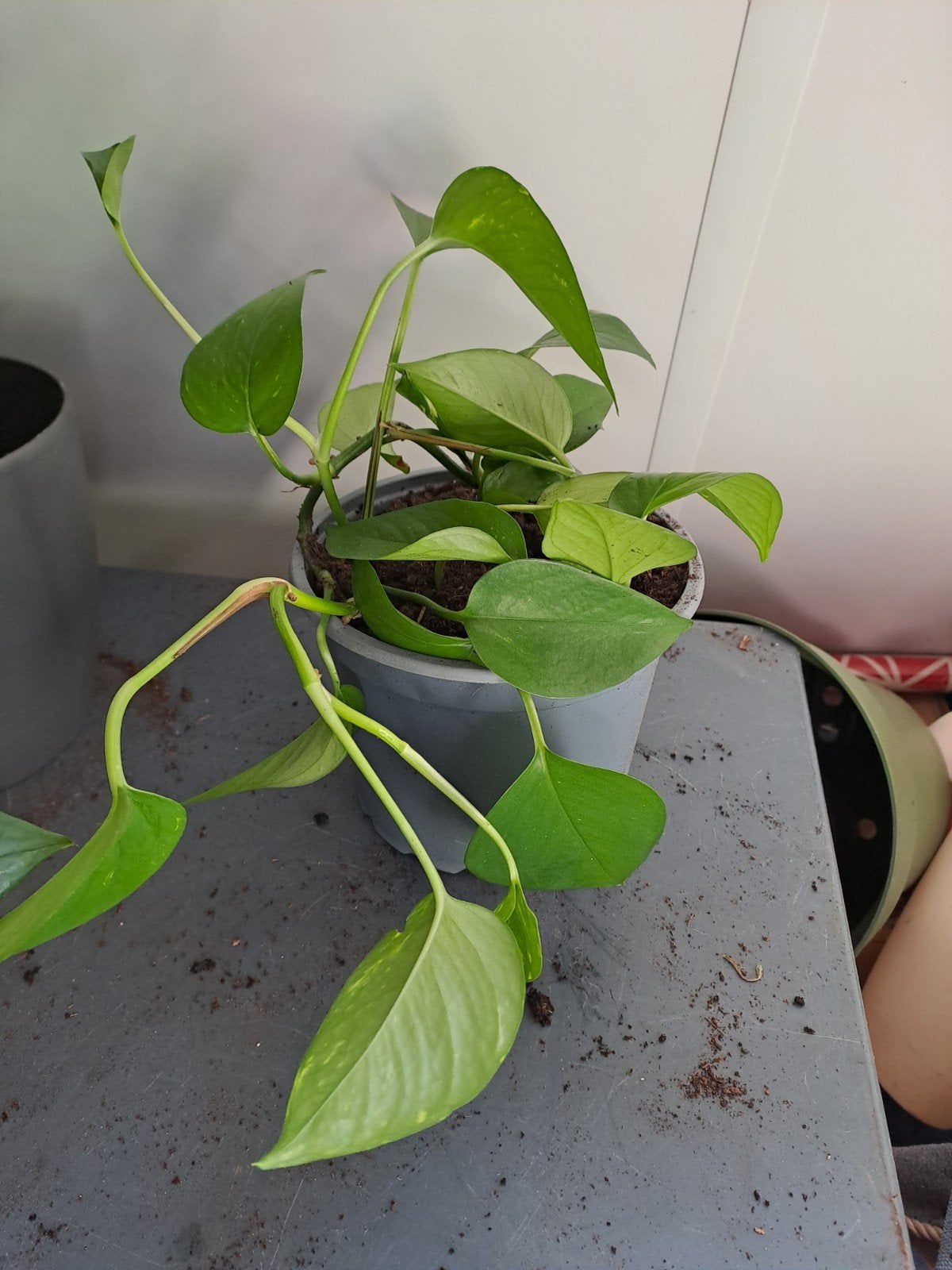 Scindapsus (drakenklimop), Huis en Inrichting, Ophalen, Overige soorten, Halfschaduw, Minder dan 100 cm