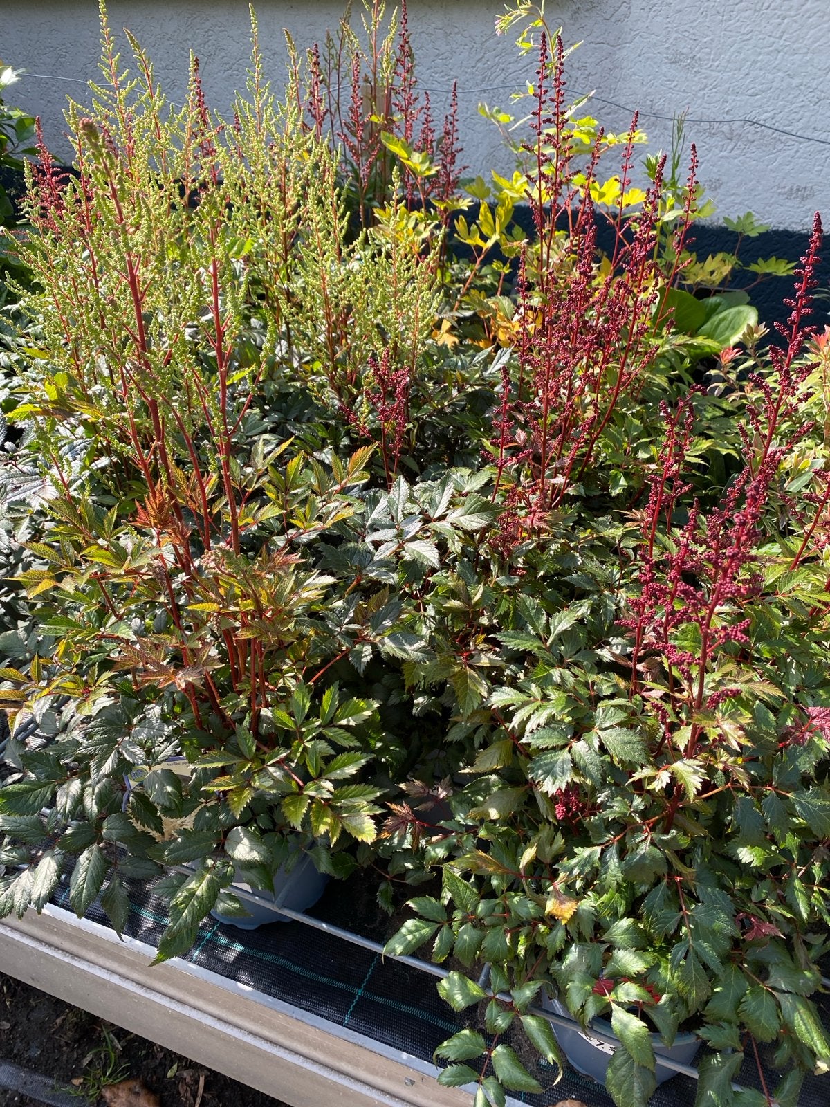 Astilbe 'Just Dance', 'Ellie' en 'Fanal' - Prachtige Pluimen, Vaste plant, Halfschaduw, Zomer, Ophalen