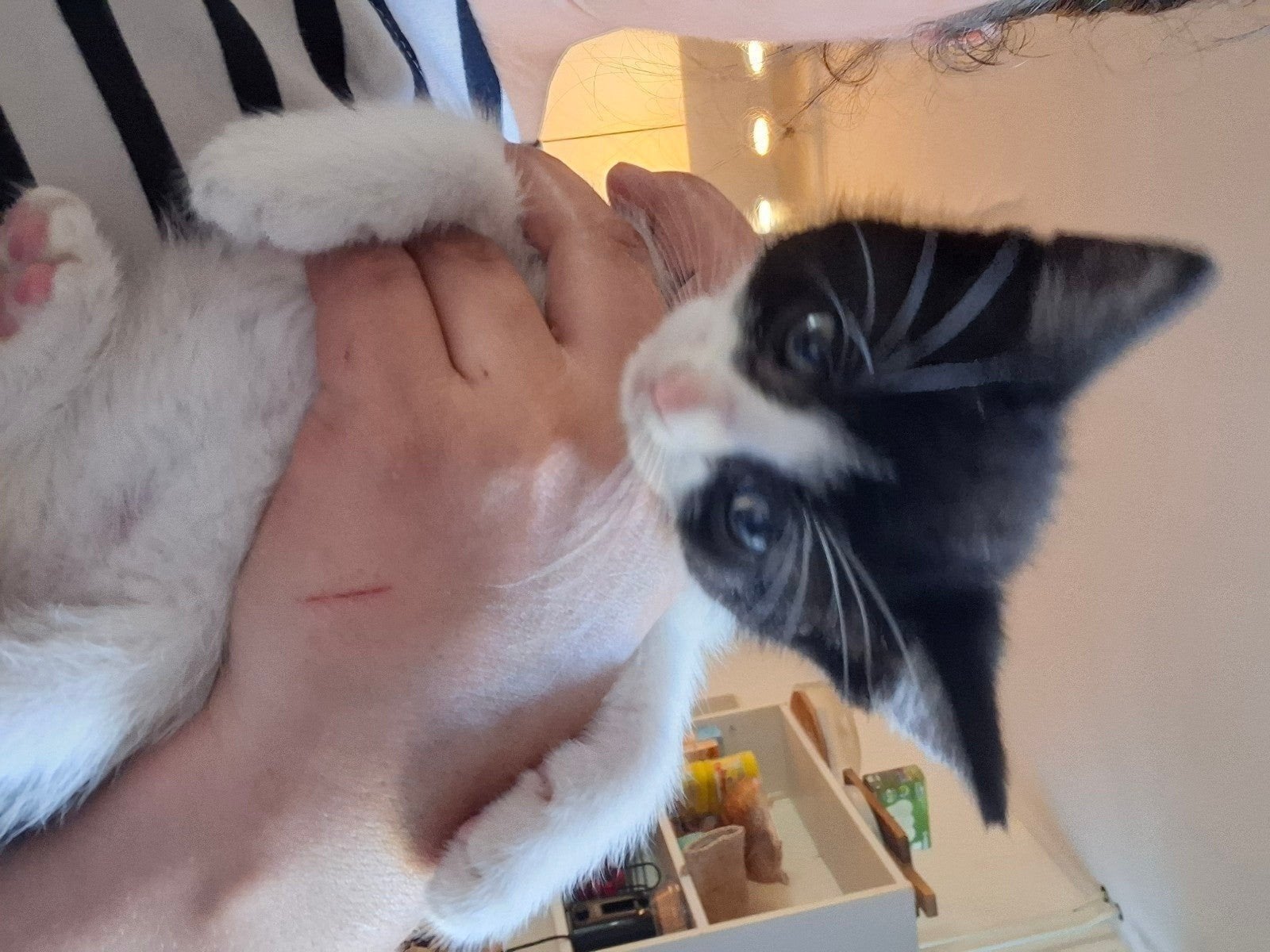 kittens