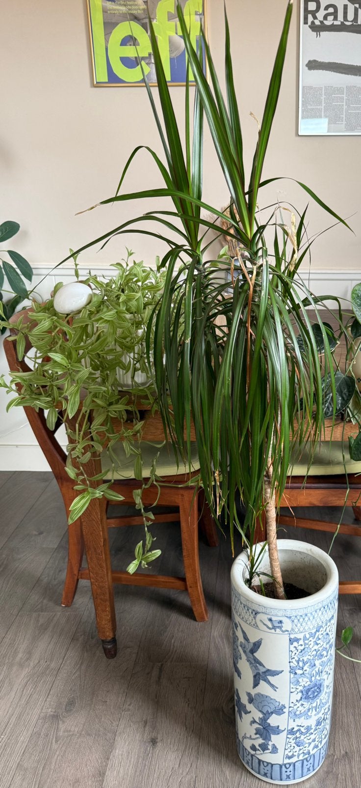 2 planten met vintage potten, Ophalen