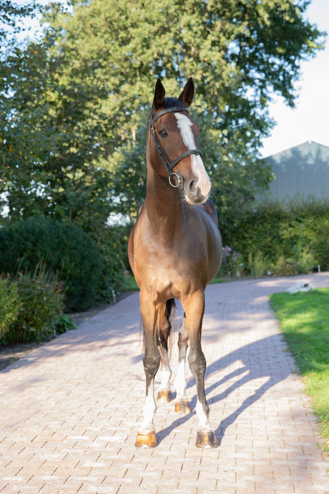 Jeleste (Harley VDL x Libero H, Dieren en Toebehoren, Paarden, Merrie, Springpaard, Met stamboom, M